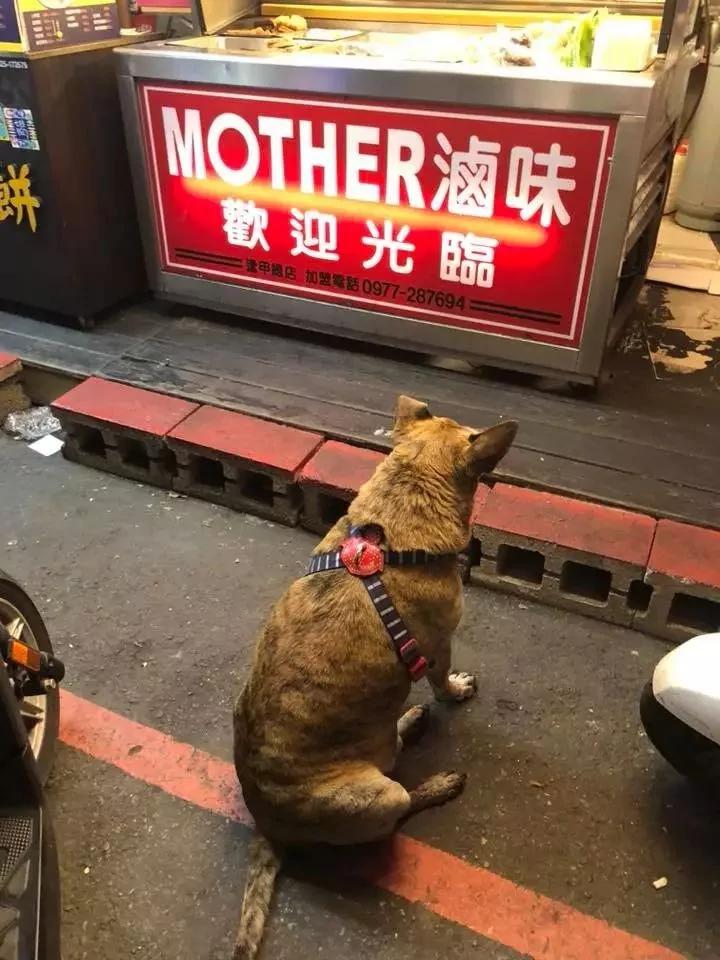 网友出门买饭 看到老板和一只狗吵了起来 “它都吃了三碗了!”