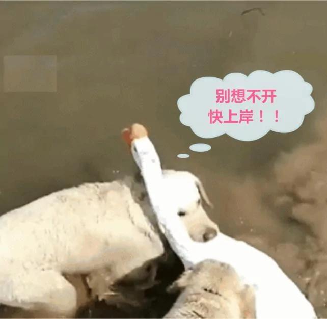 鹅星人下水 遇上傻汪强行施救 鹅:苍天啊 我就想洗个澡啊!