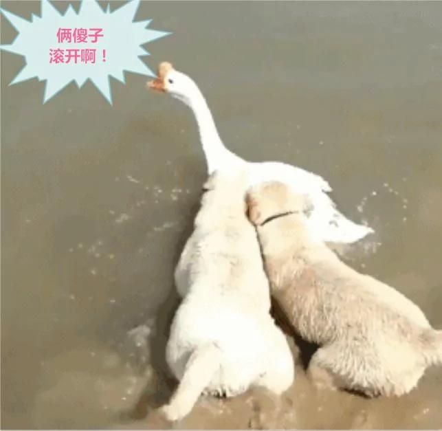 鹅星人下水 遇上傻汪强行施救 鹅:苍天啊 我就想洗个澡啊!