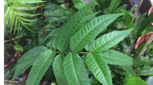 “抗氧化”超强蔬菜是地瓜叶10倍 竟然长在树上!
