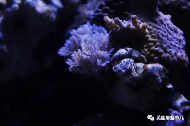 本来只想打扫个鱼缸 结果全家人生化中毒…
