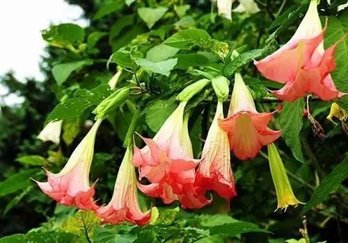 养花这么些年 今天才知道这些花都有毒