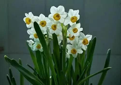 养花这么些年 今天才知道这些花都有毒
