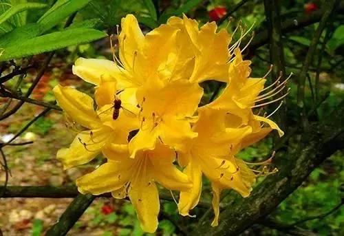 养花这么些年 今天才知道这些花都有毒