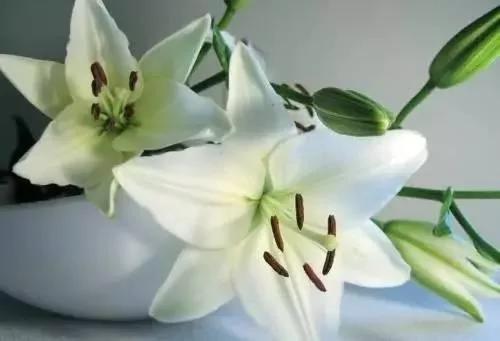 养花这么些年 今天才知道这些花都有毒