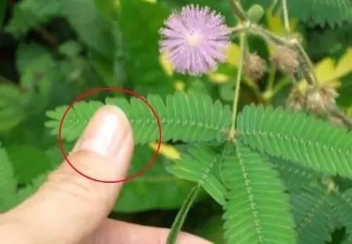 养花这么些年 今天才知道这些花都有毒