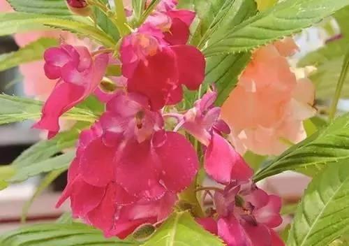 养花这么些年 今天才知道这些花都有毒