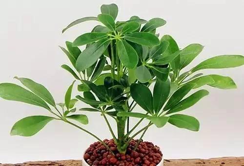 养花这么些年 今天才知道这些花都有毒