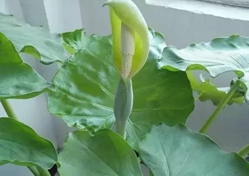 养花这么些年 今天才知道这些花都有毒