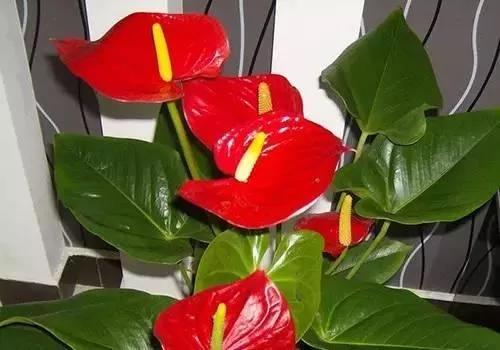 养花这么些年 今天才知道这些花都有毒