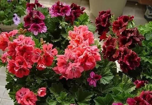 养花这么些年 今天才知道这些花都有毒