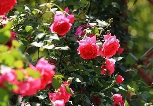 养花这么些年 今天才知道这些花都有毒