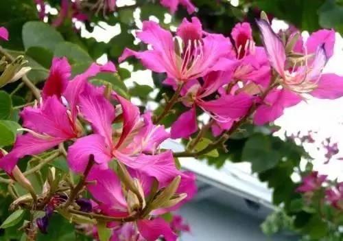 养花这么些年 今天才知道这些花都有毒