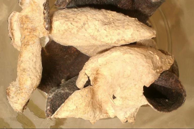 陈皮护脾胃、助化痰养生力度大 可不是风干的橘子皮 3招教你正确挑