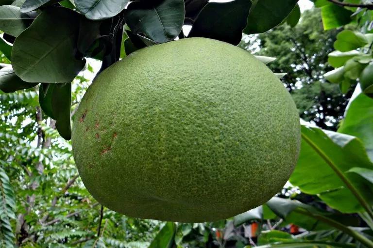 陈皮护脾胃、助化痰养生力度大 可不是风干的橘子皮 3招教你正确挑