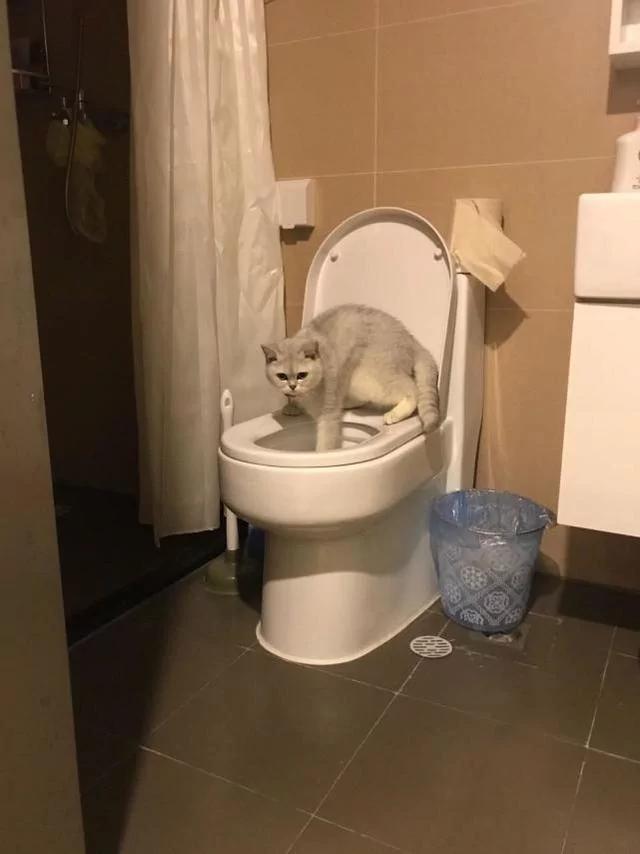 猫咪的嘴里总有股怪味 直到有一天主人提前下班 在卫生间看到这幕!