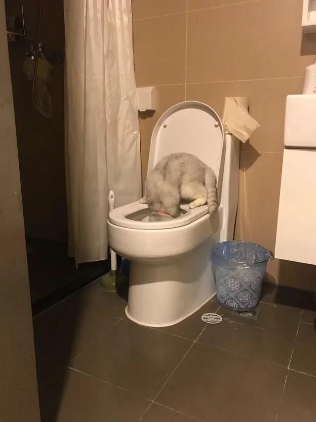 猫咪的嘴里总有股怪味 直到有一天主人提前下班 在卫生间看到这幕!