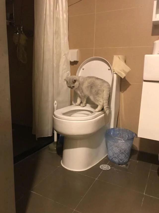 猫咪的嘴里总有股怪味 直到有一天主人提前下班 在卫生间看到这幕!