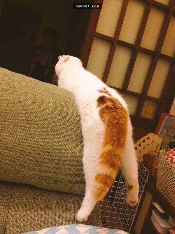 主人被这只睡姿超奇特的猫咪征服 开始当起猫奴!