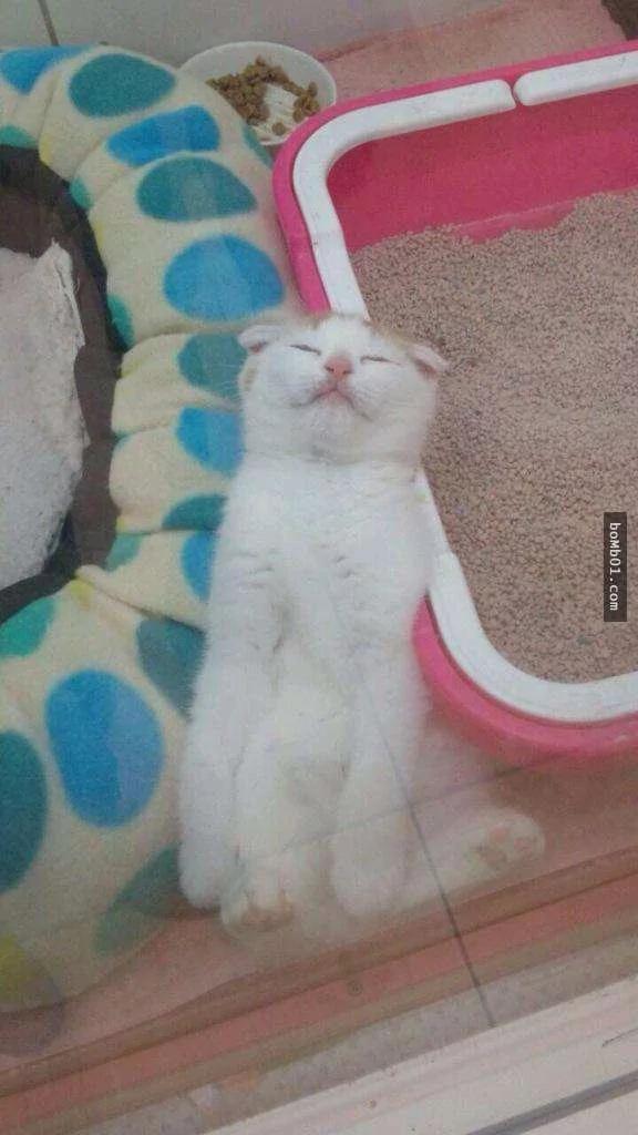 主人被这只睡姿超奇特的猫咪征服 开始当起猫奴!