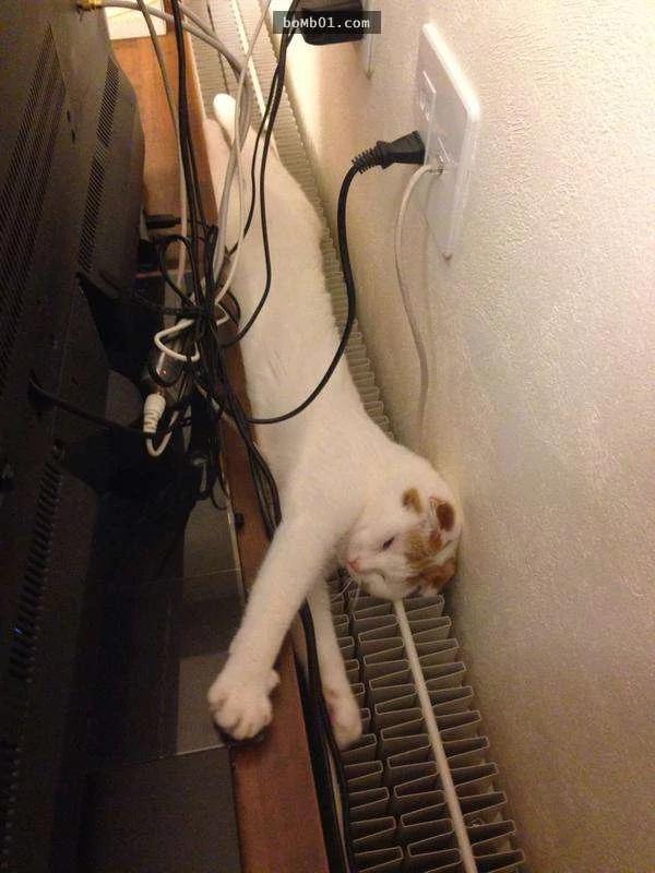 主人被这只睡姿超奇特的猫咪征服 开始当起猫奴!