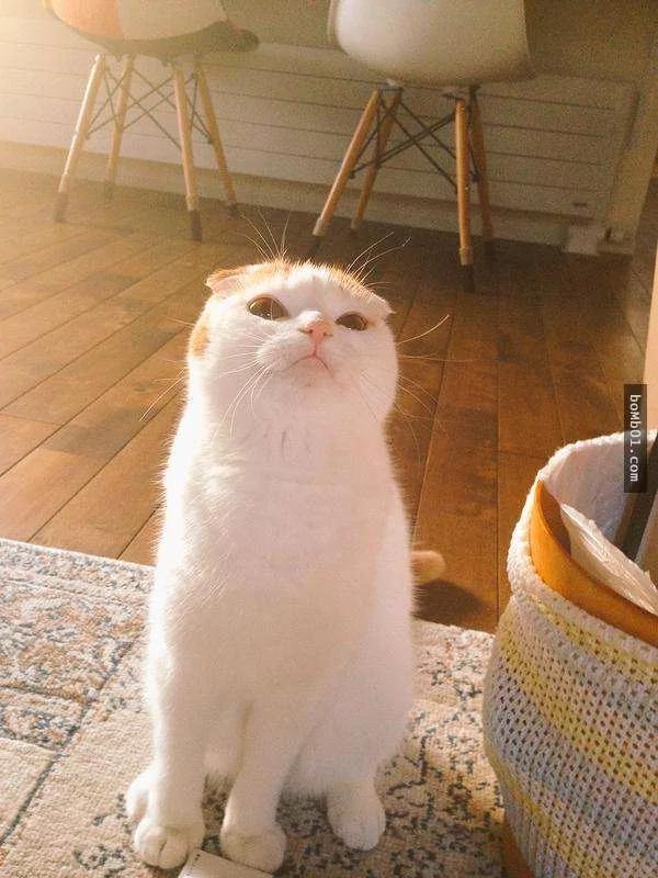 主人被这只睡姿超奇特的猫咪征服 开始当起猫奴!