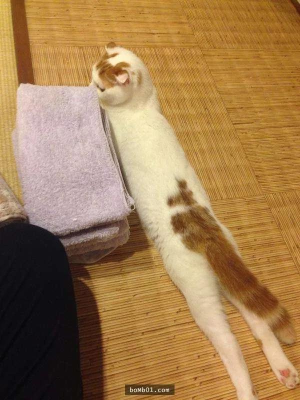 主人被这只睡姿超奇特的猫咪征服 开始当起猫奴!