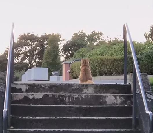 路上看到一只猫咪 它一回头 把我鼻涕都给笑出来了!