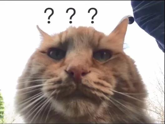 路上看到一只猫咪 它一回头 把我鼻涕都给笑出来了!