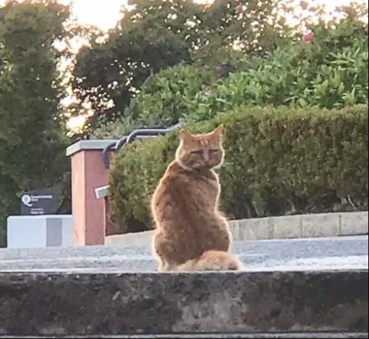 路上看到一只猫咪 它一回头 把我鼻涕都给笑出来了!