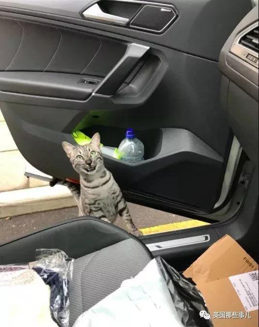 开车出门 半路碰上自家猫 大概是最萌街头偶遇了!