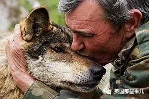 从小被狼养大后被迫回归人类社会 他失望
