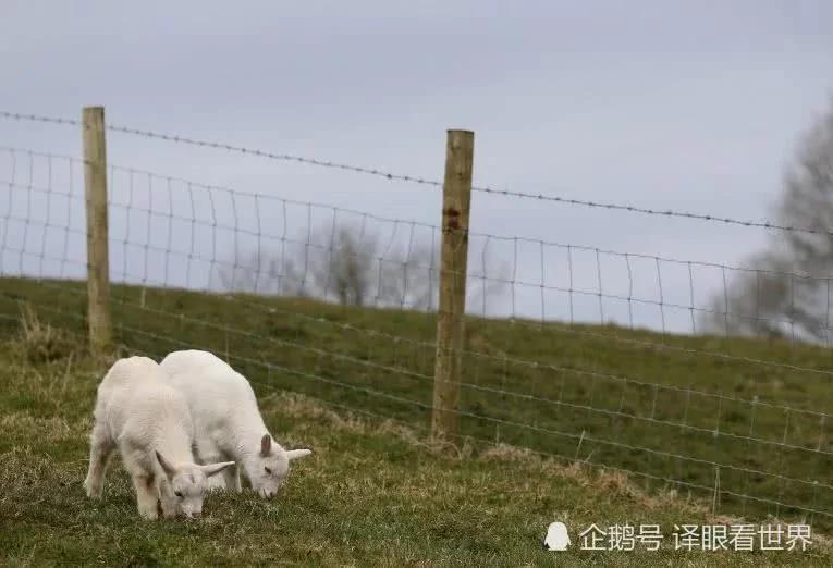 太稀罕!山羊与绵羊温存后 生下这样一对孪生羔!