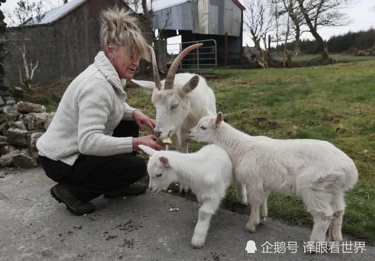 太稀罕!山羊与绵羊温存后 生下这样一对孪生羔!