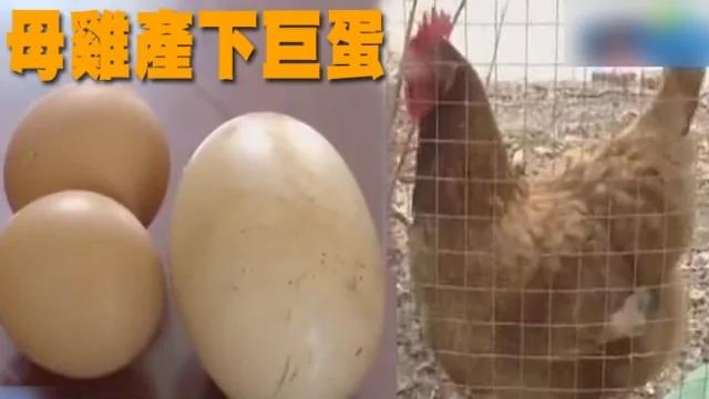母鸡产下巨蛋 敲碎后全场惊呆!