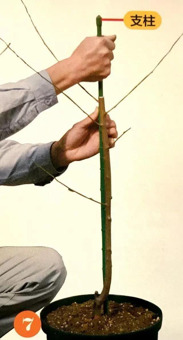 绝不会失败的树苗移植方法 9张图就能看懂全过程