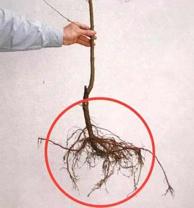 绝不会失败的树苗移植方法 9张图就能看懂全过程