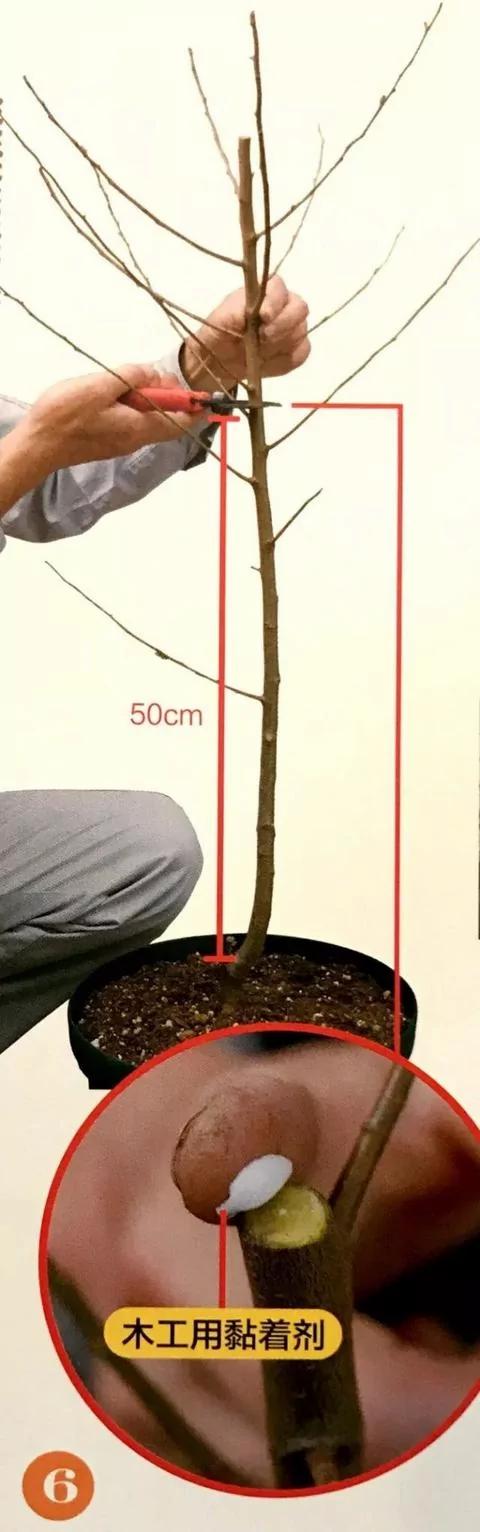 绝不会失败的树苗移植方法 9张图就能看懂全过程