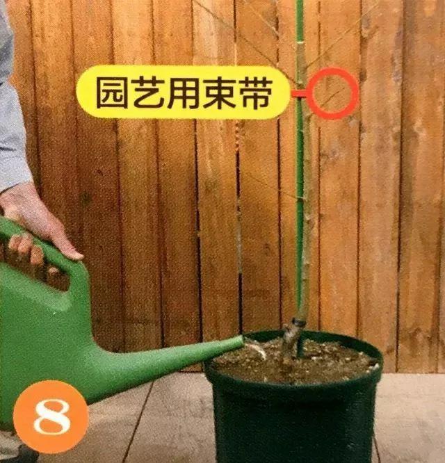 绝不会失败的树苗移植方法 9张图就能看懂全过程