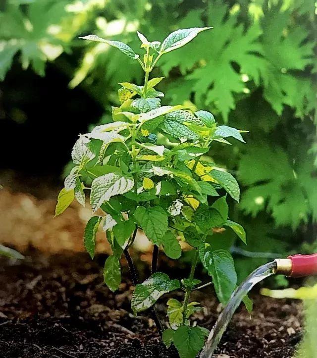 绝不会失败的树苗移植方法 9张图就能看懂全过程