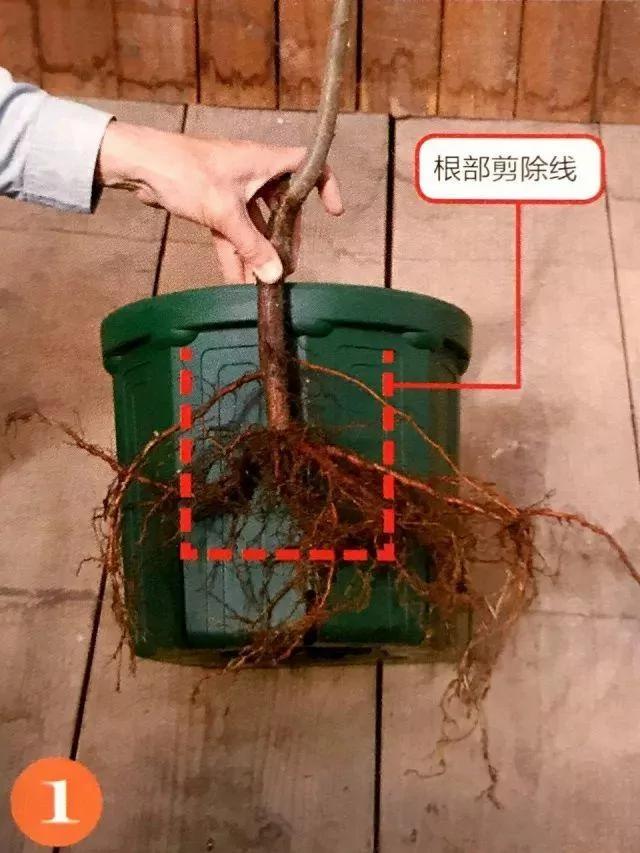 绝不会失败的树苗移植方法 9张图就能看懂全过程