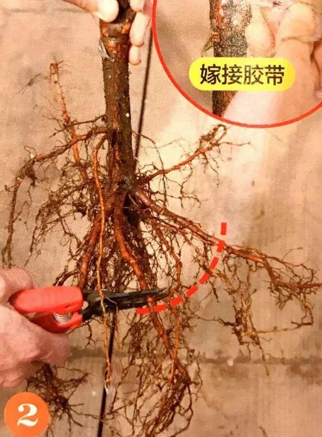 绝不会失败的树苗移植方法 9张图就能看懂全过程