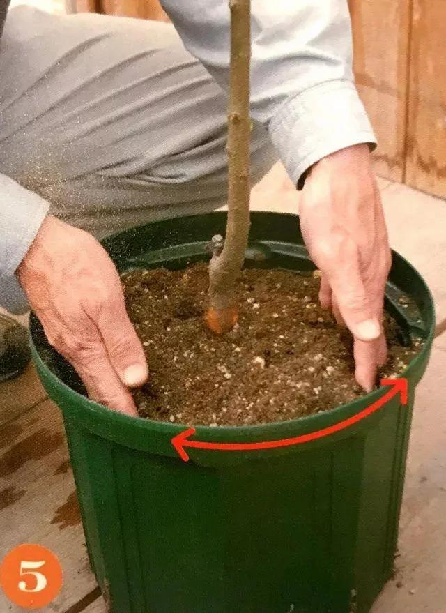 绝不会失败的树苗移植方法 9张图就能看懂全过程