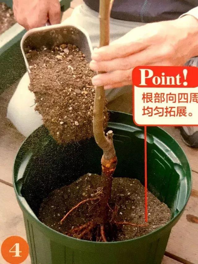 绝不会失败的树苗移植方法 9张图就能看懂全过程