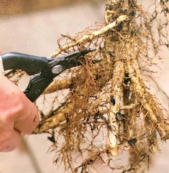 绝不会失败的树苗移植方法 9张图就能看懂全过程