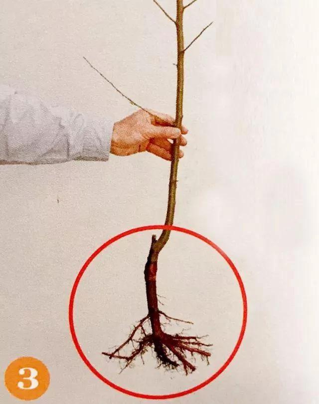 绝不会失败的树苗移植方法 9张图就能看懂全过程