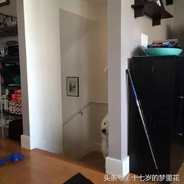 主人在房间偷吃酸奶 结果被萨摩耶发现 狗狗表情亮了