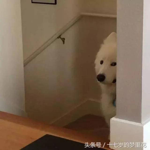 主人在房间偷吃酸奶 结果被萨摩耶发现 狗狗表情亮了