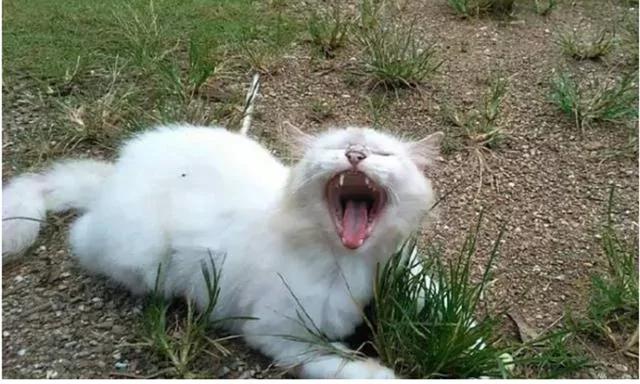 主人带猫咪出门散步 它却抱着一丛草不肯走 场面让人哭笑不得!