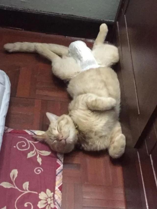 猫咪随地大小便 主人忍无可忍 想出一个办法后 获网友点赞!
